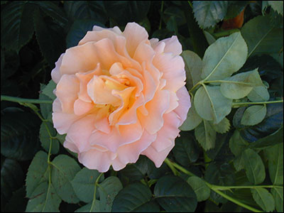 Pink Rose