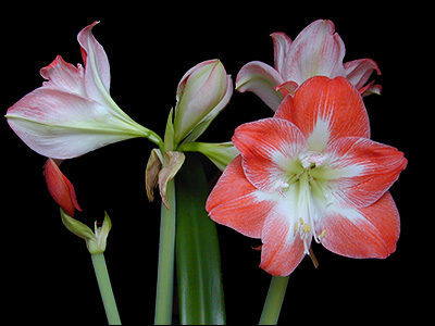 Flower Group