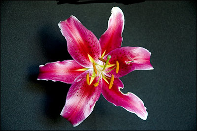 Red Flower