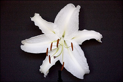 White Flower